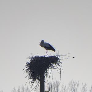 White Stork