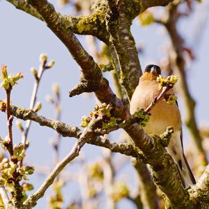 Eurasian Chaffinch