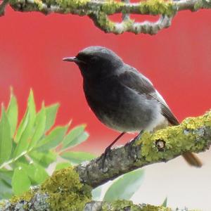 Black Redstart