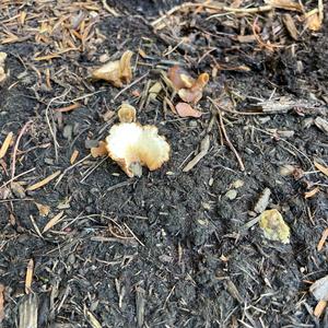 Hollow-stalked Larch Suillus