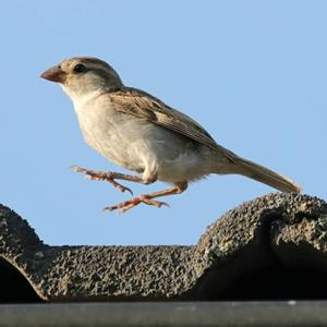 House Sparrow