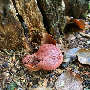 Beefsteak Polypore