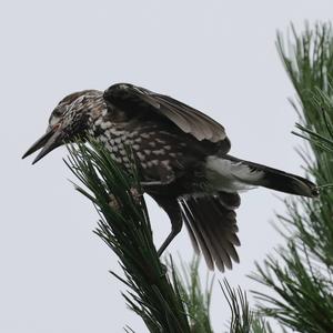 Spotted Nutcracker