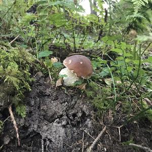 King Bolete