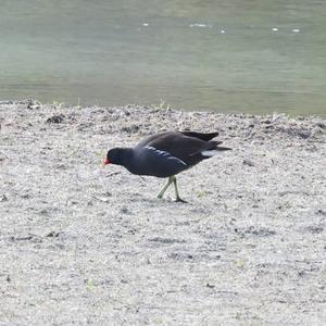 Common Moorhen