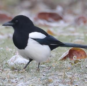 Black-billed Magpie