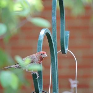 House Finch