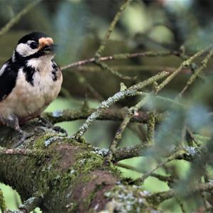 Great Spotted Woodpecker