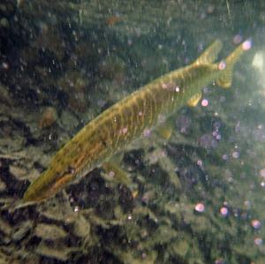 Northern pike