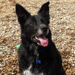 Unknown Breed