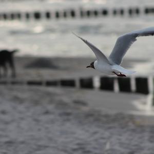 Black-headed Gull