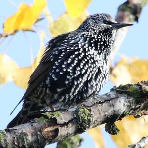 Common Starling