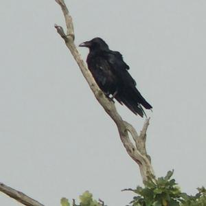 Common Raven