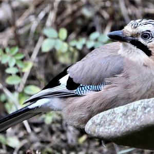 Eurasian Jay