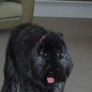 Bouvier des Flandres