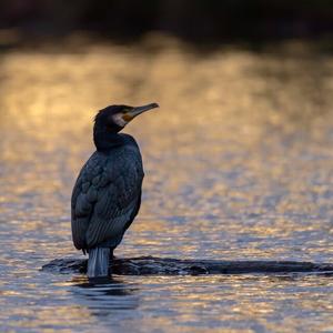 Great Cormorant