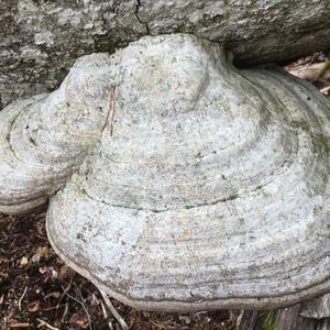 Unknown Species
