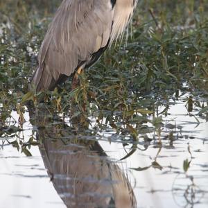 Grey Heron