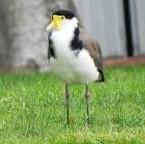 Northern Lapwing