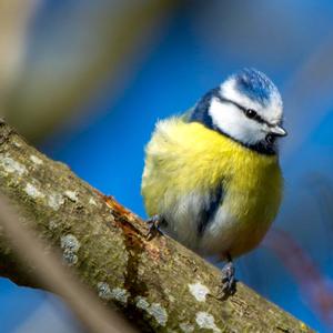 Blue Tit