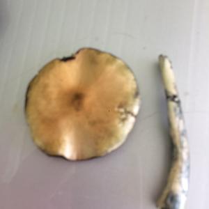 Bluing Psilocybe