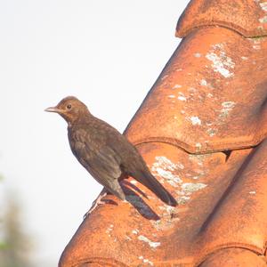 Eurasian Blackbird