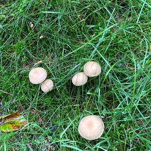 Fairy Ring Mushroom