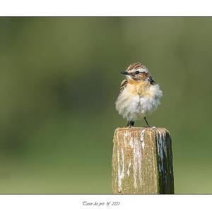 Braunkehlchen