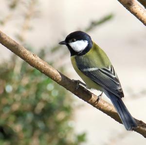 Great Tit