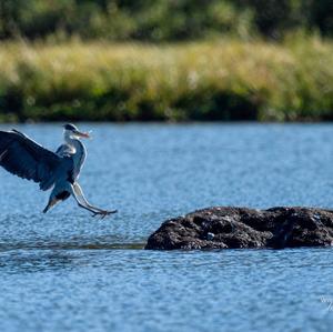 Grey Heron