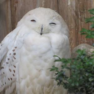 Snowy Owl