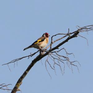 European Goldfinch