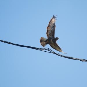 Mäusebussard