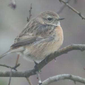 European stonechat