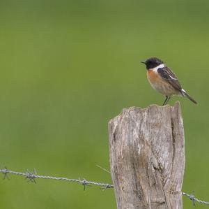 European stonechat