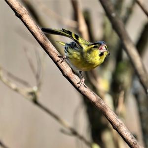 Eurasian Siskin