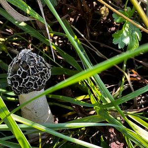 Half-free Morel