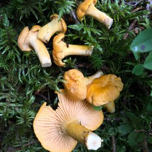 Chanterelle, Common