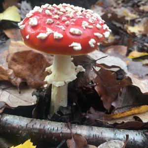 Fly Agaric