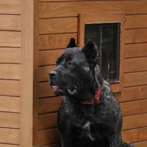 Cane Corso