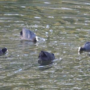 Common Coot