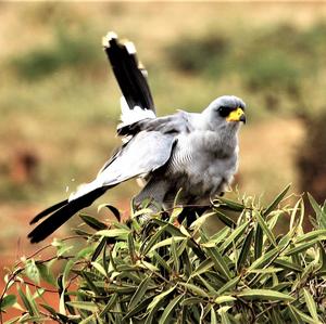 Eastern Chanting-goshawk