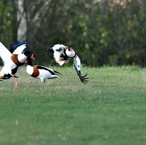 Common Shelduck