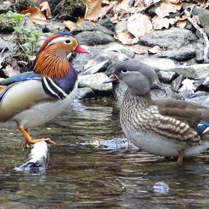 Mandarin Duck