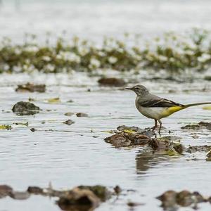 Grey Wagtail