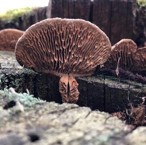 Thick-maze Oak polypore