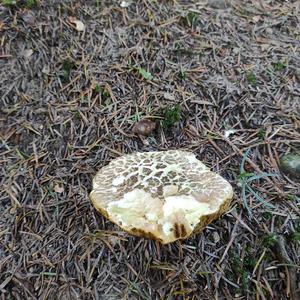 Red-cracked Bolete