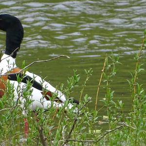 Common Shelduck