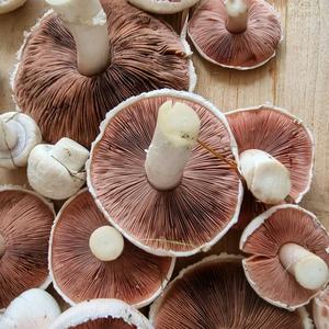 Meadow Agaric