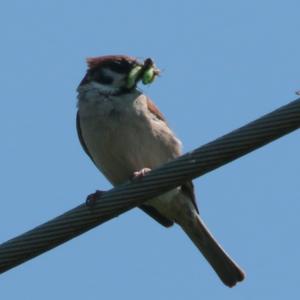 Eurasian Tree Sparrow